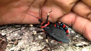 The assassin bug bite occurs when the bug uses their piercing mouthpart to break your skin. Taunting A Big Assassin Bug Youtube