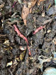 Maybe you would like to learn more about one of these? What Is Happening To My Worms They Are Living In My Compost Bin And Have These Sort Of Bubbles On Their Skin Vermiculture