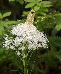 Image result for Rhinacanthus xerophilus