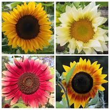Can you grow sunflowers in pots? When To Plant Sunflowers 3 Options For Lots Of Beautiful Blooms