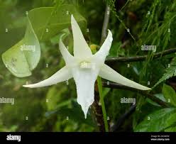 Image result for Angraecum conchiferum