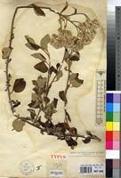 Image result for Helichrysum schimperi