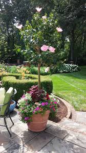 This Container Pot Pairs A Pink Hibiscus Tree With Lantana Petunia Calibrochea Celosia Coleus Angelonia And P Container Gardening Plants Gorgeous Gardens