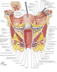 Female Reproductive System Anatomy Human Anatomy Female Human Body Anatomy