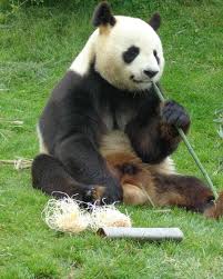 Saint Aignan Panda Bear Pet Birds Panda