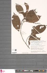 Image result for Antidesma vogelianum