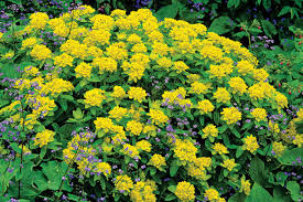 Image result for Euphorbia williamsonii