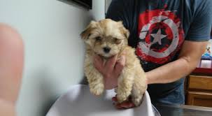 White and chocolate color havanese pups brandonelvin11. Havanese Puppies For Sale In Midland Michigan Classified Americanlisted Com