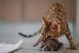 Bir Kedi Neden Yavrularini Isirir