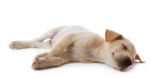 Larger breeds will have heart rates that fall on the lower end of this range, while toy breeds and young puppies exhibit the highest rates. 4 Easy Ways To Check Your Dog S Heart Rate And Other Vitals From Home My Brown Newfies