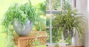 In fact, you don't need much of a green thumb to successfully grow spider plants indoors or outside in the but that doesn't mean they can't survive without sunlight, bendall says. Spider Plant Care Indoors Growing Spider Plants Indoors Balcony Garden Web