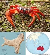 It is a beautiful island covered in mountainous rain forests and full of beautiful greenery. Christmas Island Crab Out Of Water Our World Under The Waves
