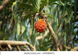 Image result for Pandanus sp. A