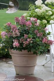 15 Best Patio Plants For A Lush Outdoor Space In 2020 Potted Plants Outdoor Potted Plants Patio Tall Potted Plants