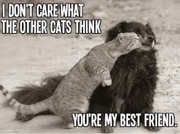 Sir, this is a unique dog. My Best Friend Quotes Cute Animals Friends Cat Dog Dogs Hugging Funny Animals Cute Animals