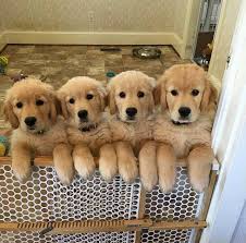 We did not find results for: The Cutest Golden Retriever Puppies Ever