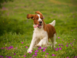 A faithful companion, he's a favorite of discriminating hunters and families. Welsh Springer Spaniel Haltung Mit Viel Auslauf