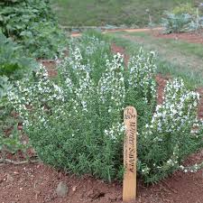 Image result for Satureja