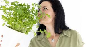 دمنوش جعفری برای قاعدگی | خواص و روش مصرف