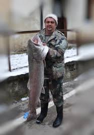 Hucho hucho) je slatkovodna, brza riba koja pripada porodici pastrmki. Ribolov Na Drini Turisticka Organizacija Visegrad