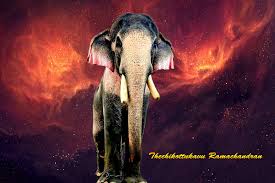 Drawing them by pencil on the paper makes you totally involved and participating on the process of before you begin to draw an elephant, i would like you to concentrate on 3 main parts of the body. Elephants Wallpapers Top Free Elephants Backgrounds Wallpaperaccess