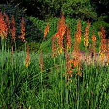 Image result for Kniphofia thomsonii