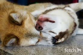 Husky Love Lobo And Oneil Husky Funny Cute Husky Husky Puppy