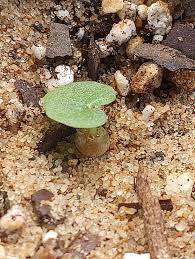 Image result for Dorstenia barnimiana