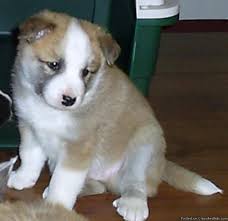 Shetland sheepdog puppy for sale near michigan, interlochen, usa. Icelandic Sheepdog Puppies For Sale Price 850 00 For Sale In Stratford California Best Pets Online