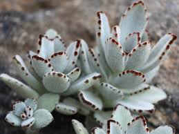 Kalanchoe Tomentosa Panda Plant World Of Succulents Plants Succulents Growing Succulents