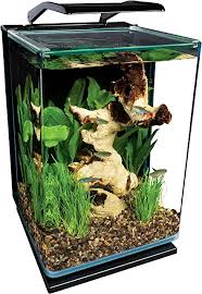 Amazon Com Betta Fish In 2020 Aquarium Kit Betta Fish Tank Aquarium Fish Tank