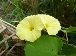 Image result for Ipomoea ochracea