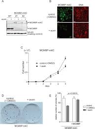 Houston, what you should know about carbon monoxide. Mcmbp Maintains Genome Integrity By Protecting The Mcm Subunits From Degradation Biorxiv
