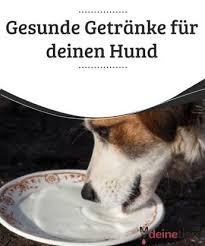 Gesunde Getranke Fur Deinen Hund My Animals Hunde Ernahrung Gesunde Hunde Hunde