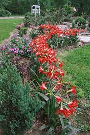 Take It Outside Grow Amaryllis In Your Garden Planting Bulbs Lily Plants Beautiful Gardens