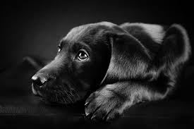 Free Black And White Dog Wallpapers Picture Long Wallpapers 1600 1000 Black And White Dog Wallpapers 48 Wallpapers Avec Images Labrador Noir Labrador Chiots Labrador