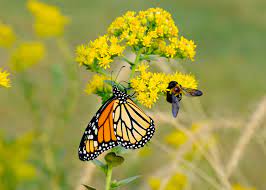 The 10 best plants for bees and butterflies the plant listed below are available from crocus, just put the plant name below into the search box and many varieties are available. Growing Wildflowers For Bees And Butterflies Blog Mr Fothergills Co Uk