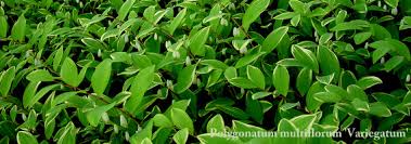 Seems to need a moister, shadier location than some other polygonatums or it will go dormant. Polygonatum Arrowhead Alpines