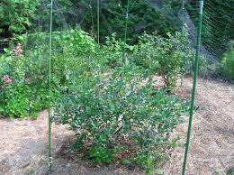 Maybe you would like to learn more about one of these? How To Grow Blueberries Growing Blueberries Blueberry Bushes