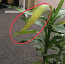 This article will explain several causes and include proper. Ask A Question Forum Lucky Bamboo Thin Droopy Yellowing Leaves Garden Org