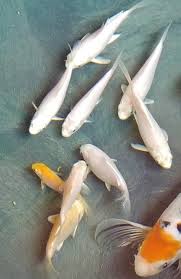 We offer the very best selection of koi for sale in the industry. Koi Fishes For Sale Virginia Beach Va 273409 Petzlover