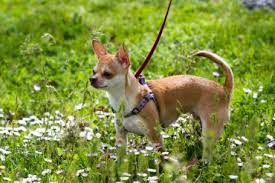 There are many mixed breeds of chihuahua dog and here is the list of some popular outcome from the mix. Is The Chihuahua Terrier Mix Aggressive Or A Good Family Dog K9 Web