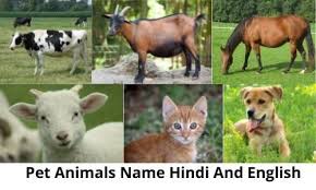 Class participation self evaluation essay no knowledge without college. List Of 28 Pet Animals Name Hindi And English Oye Sonam