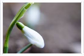 Image result for ghiocel