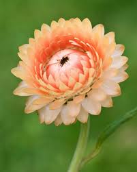 Image result for Helichrysum globosum