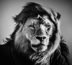 Dramatic Black And White Photos Of African Wildlife By Laurent Baheux Wild Animals In Africa African Wildlife Africa Wildlife Photography