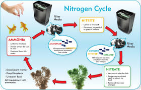 aquarium nitrogen cycle the complete how to guide