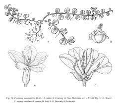 Image result for Evolvulus nummularius