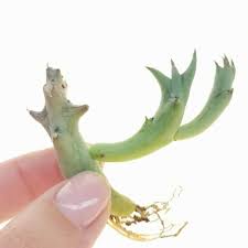 Image result for Orbea schweinfurthii