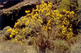 Image result for Adenocarpus